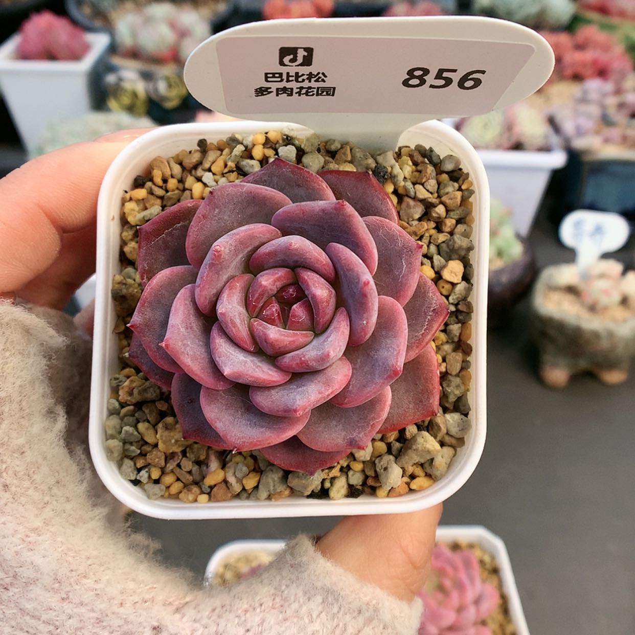 【闪购商品】856琥珀