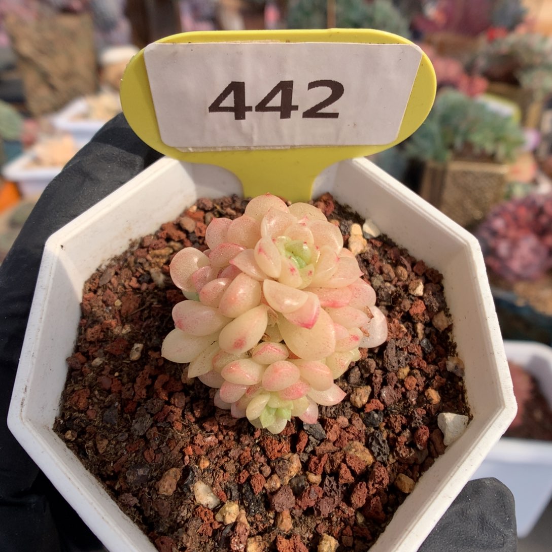 442 球体灯泡叶麦杆