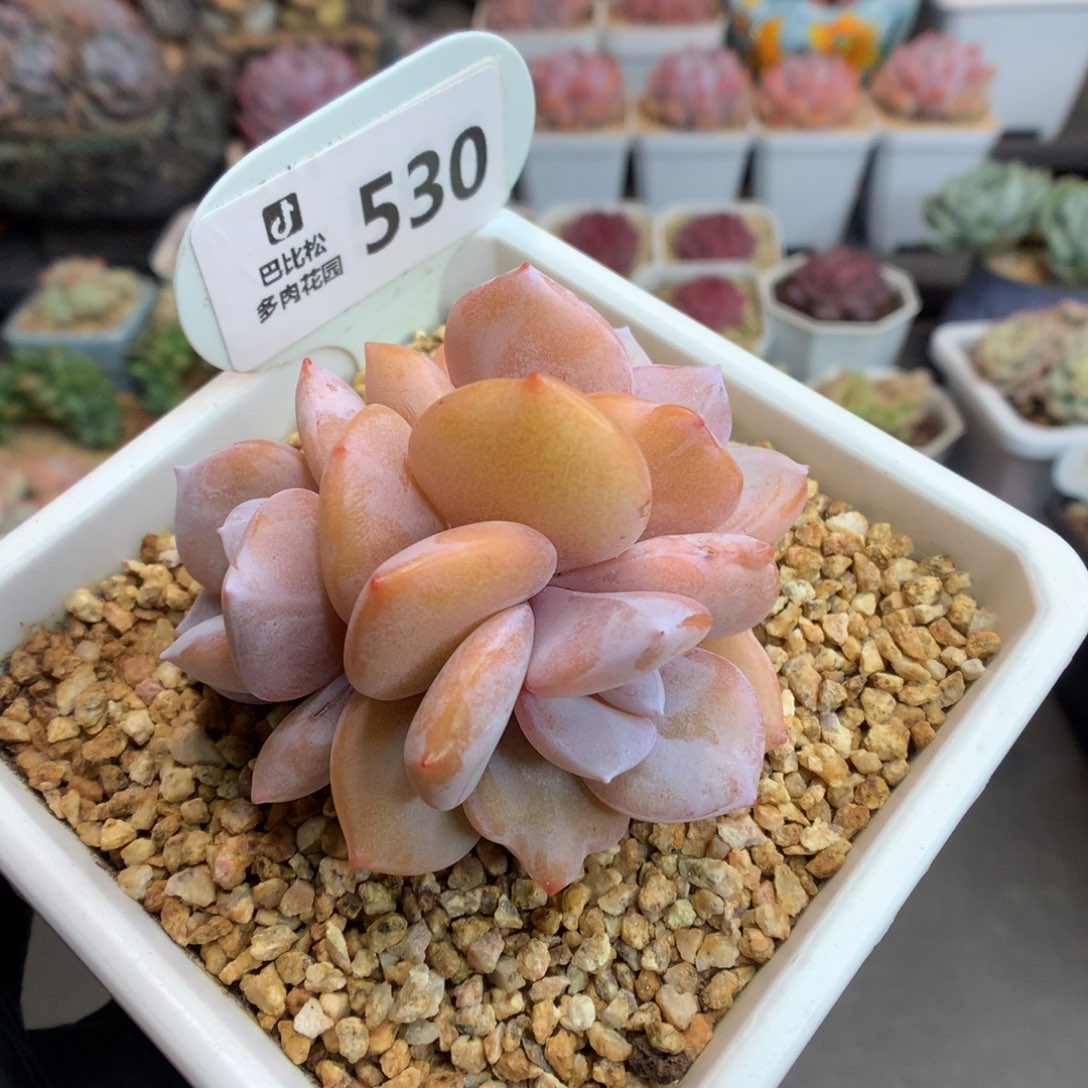 530 三头奶茶 多肉