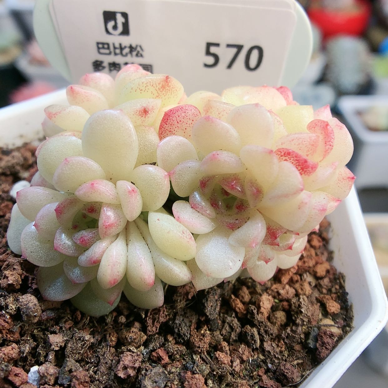【闪购商品】570灯泡叶