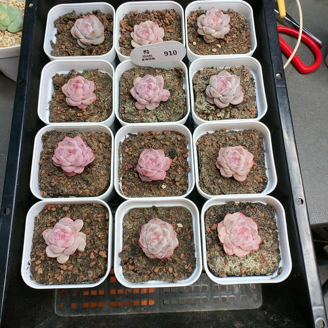 【闪购商品】910粉钻