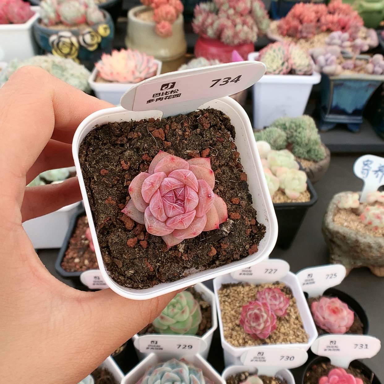 【闪购商品】734粉钻