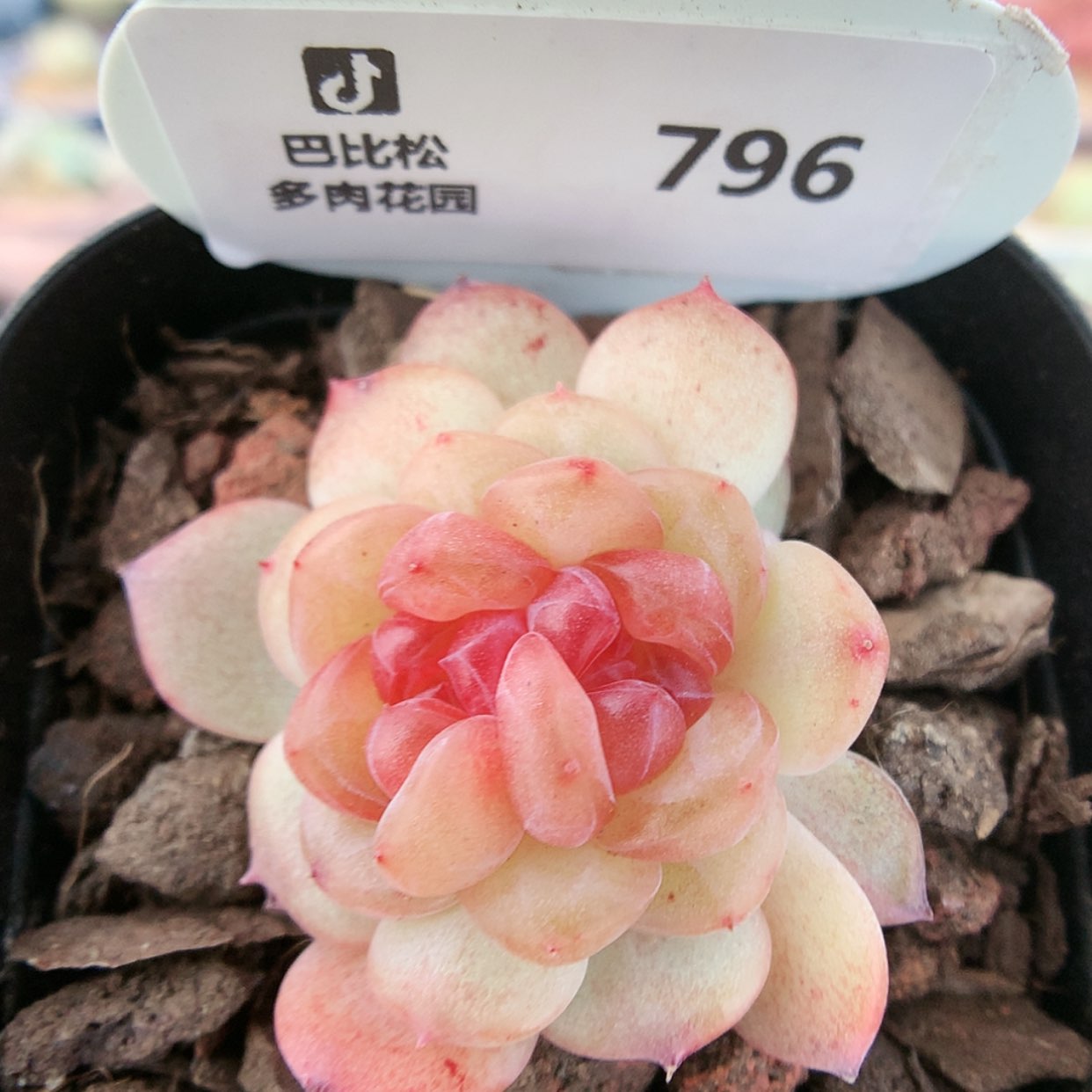 【闪购商品】796琥珀双心带崽