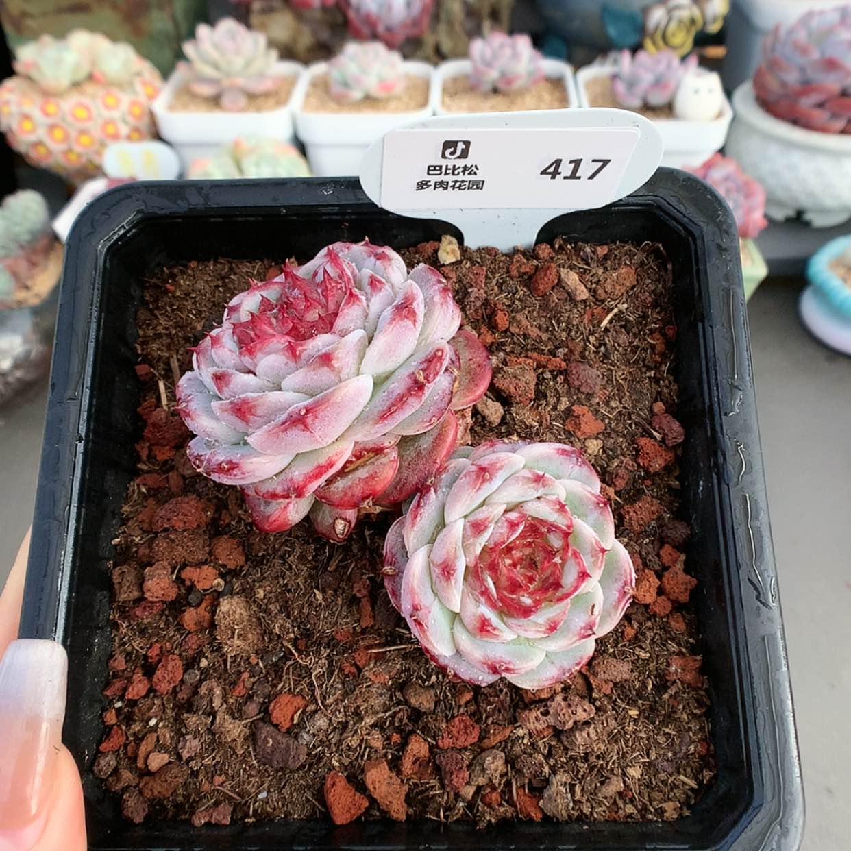【闪购商品】417天鹅绒