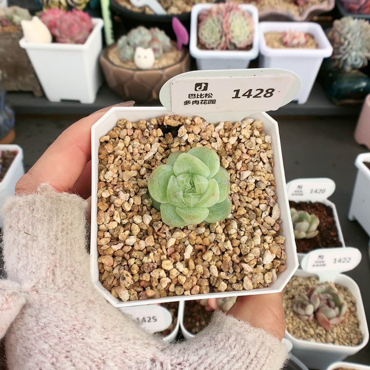 【闪购商品】1428冰玉石化