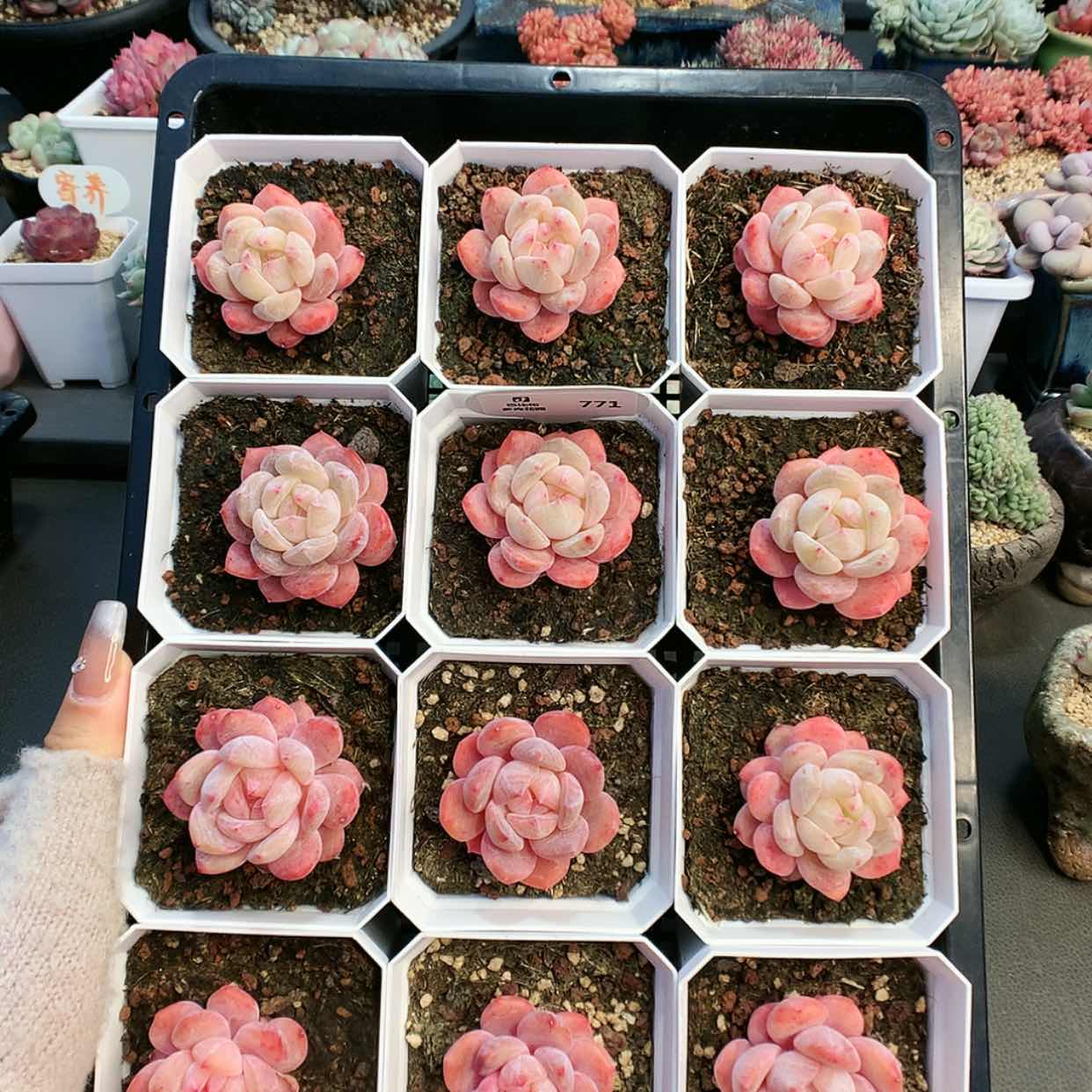 【闪购商品】771雪天使两颗