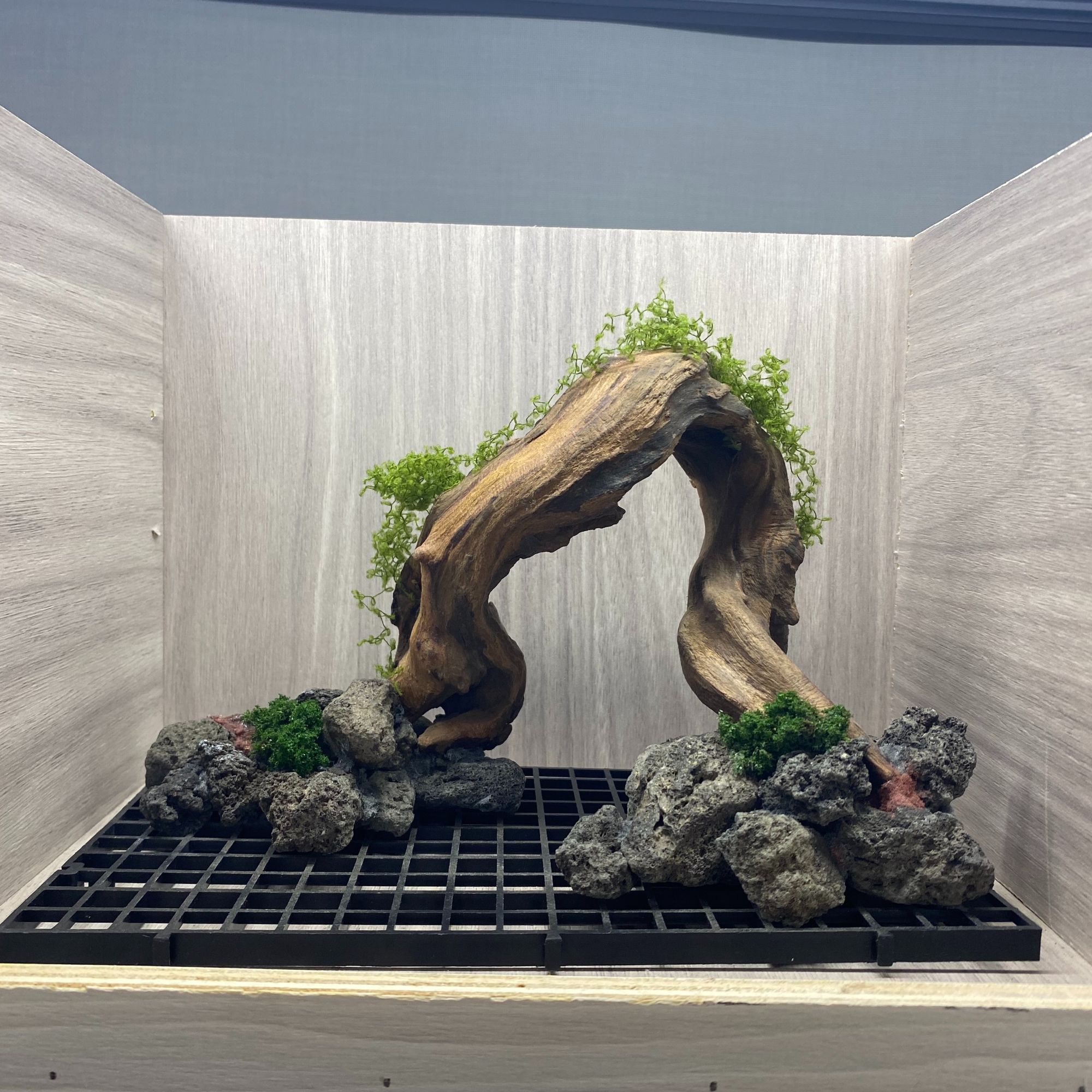 造景现货鱼缸装饰小米鱼缸拱桥莫斯树树桩森林景一体沉木骨架