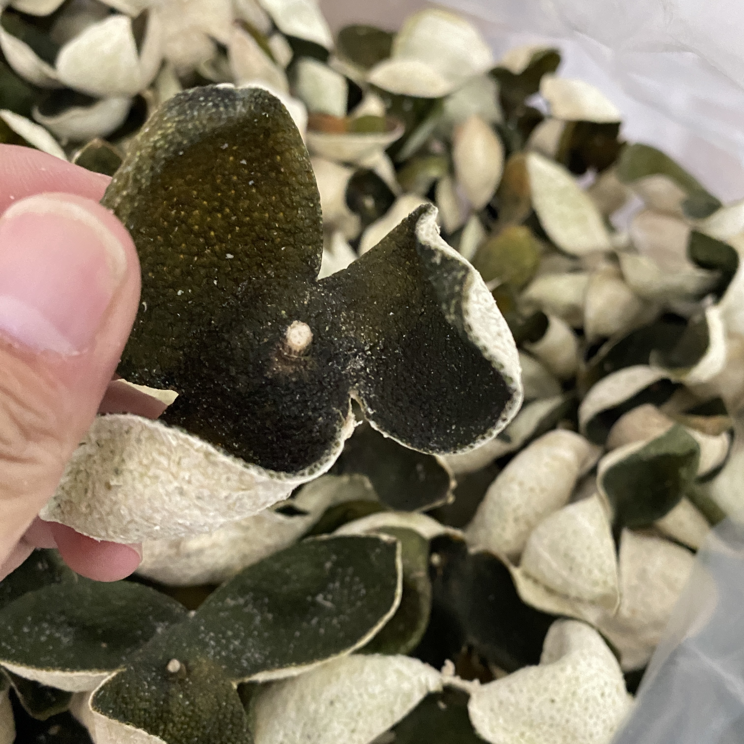 精选新会青皮    鱼干