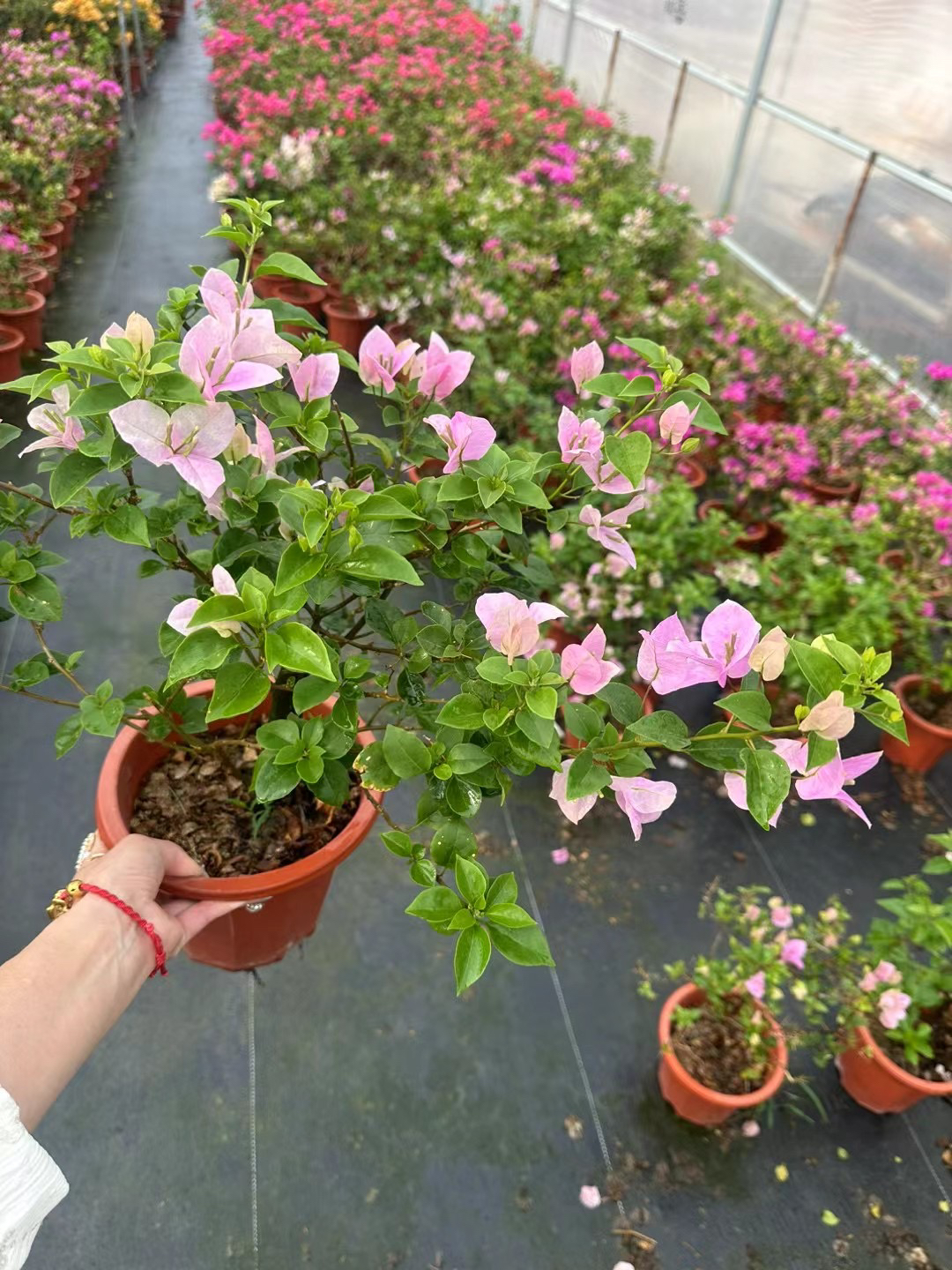 多品种三角梅盆栽花卉老桩可塑性强好养活