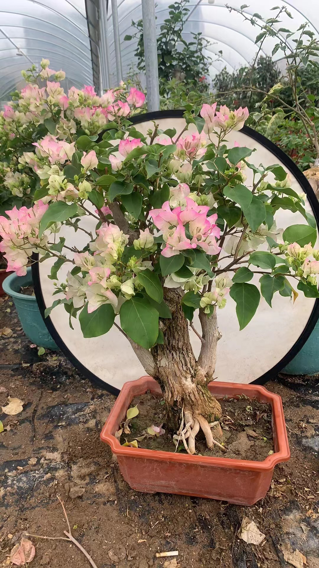 【一物一拍】多品种三角梅盆栽花卉老桩可塑性强好养活