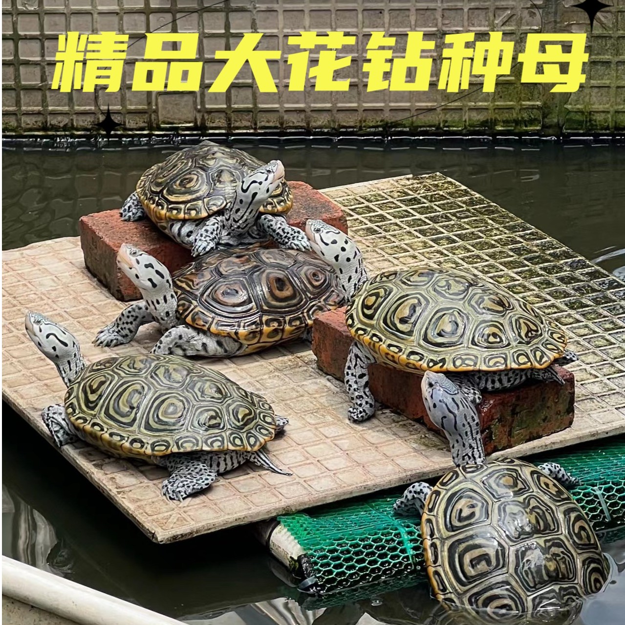 【校长】精品钻纹龟大花卡钻-观赏龟龟深水龟
