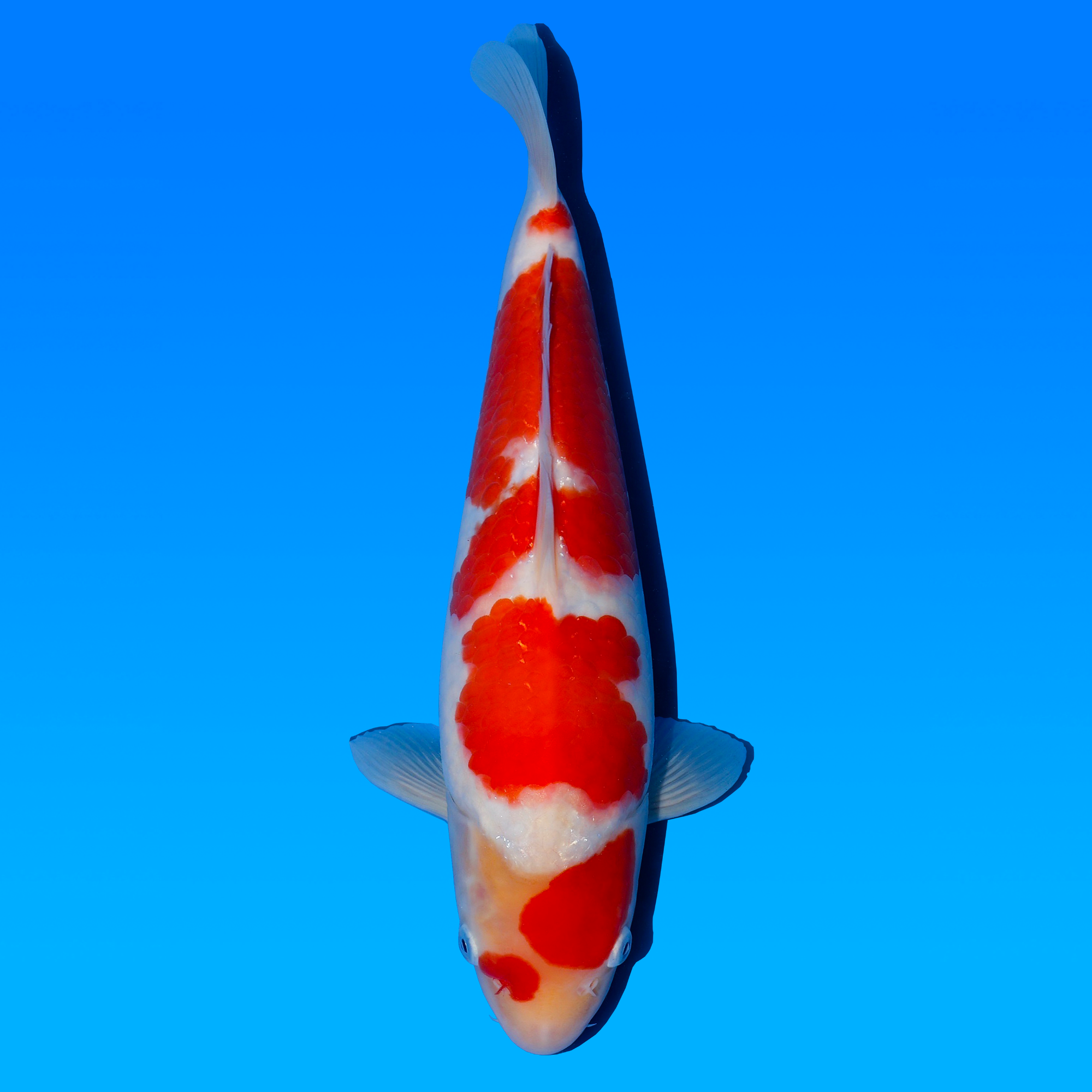 日本原装进口锦鲤45cm伊佐养鲤场红白明两岁锦鲤