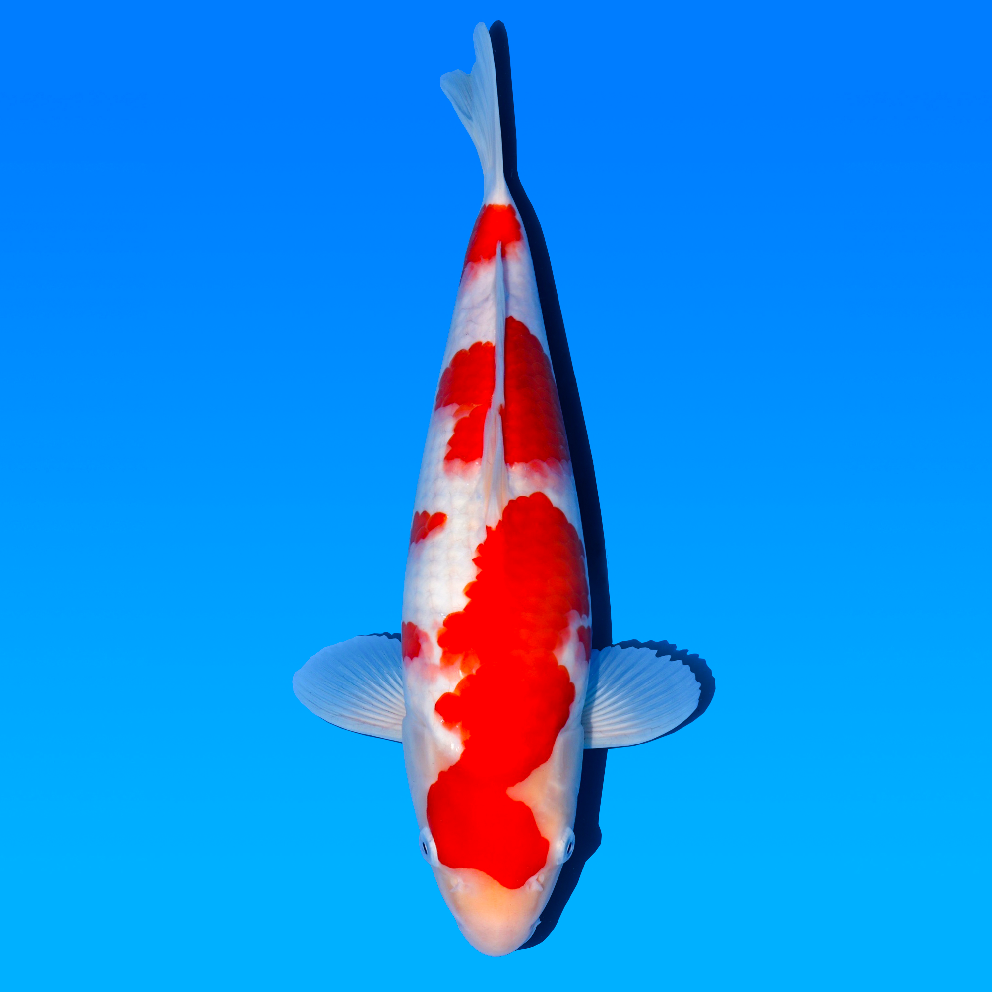 日本原装进口锦鲤51cm伊佐养鲤场红白明两岁锦鲤