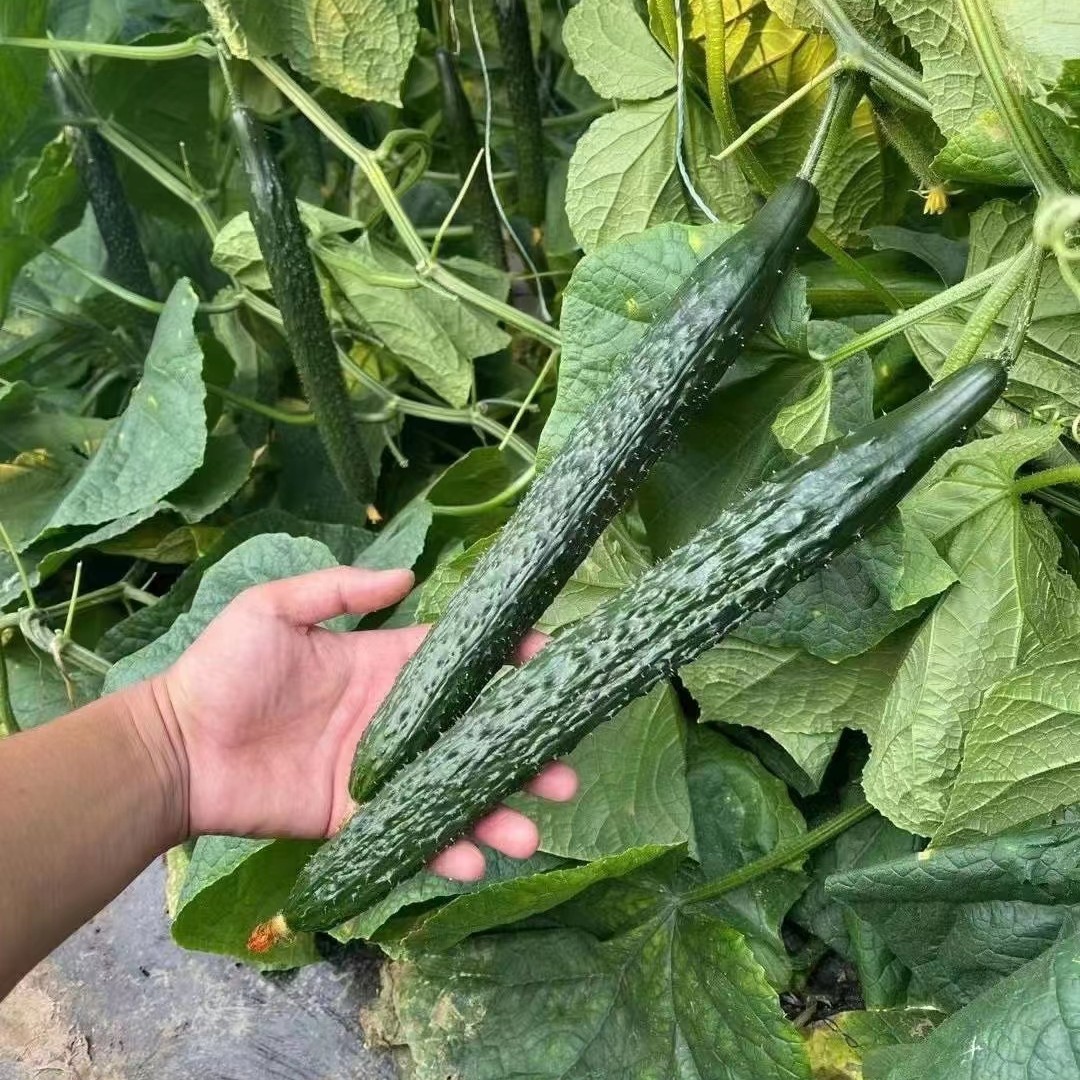 嫁接黄瓜苗铝芯大黄瓜短把密刺水果黄瓜青瓜苗蔬菜种蔬菜苗