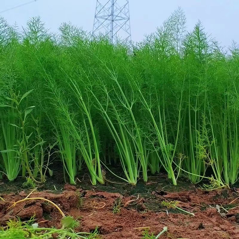 寿光蔬菜种蔬菜苗 割茬球茎茴香种包邮小茴香籽阳台盆栽包邮