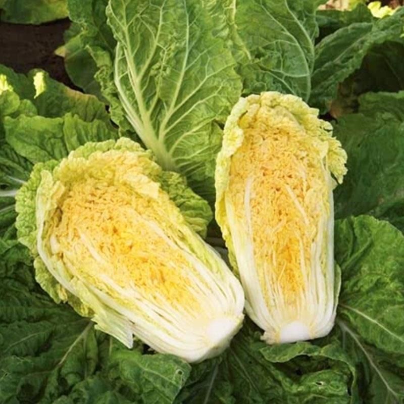 大叶白菜种子蔬菜种子黄心娃娃菜种子白菜苗黄心大白菜苗