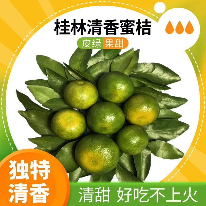 【王大水专属】广西桂林清香蜜桔正宗茶橘纯甜多汁薄青皮新鲜