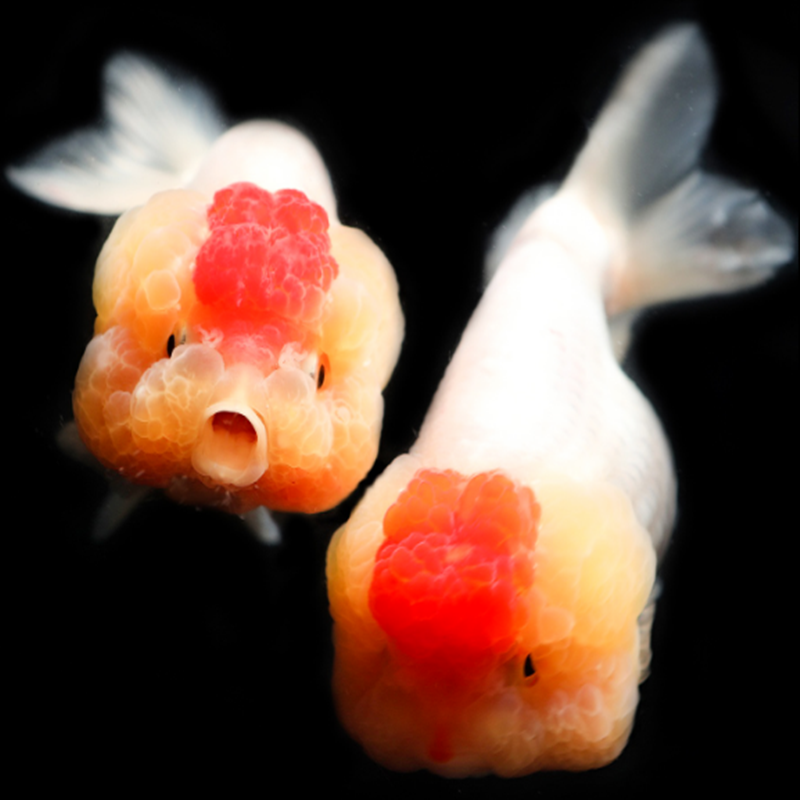 金鱼活体冷水鱼精品观赏鱼淡水好养