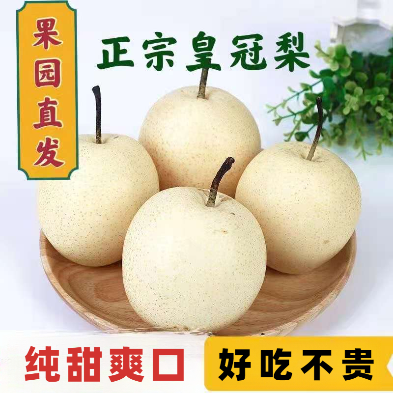 正宗河北皇冠梨当季新鲜水果大果梨口感爽口多汁酥香甜梨皮薄多汁