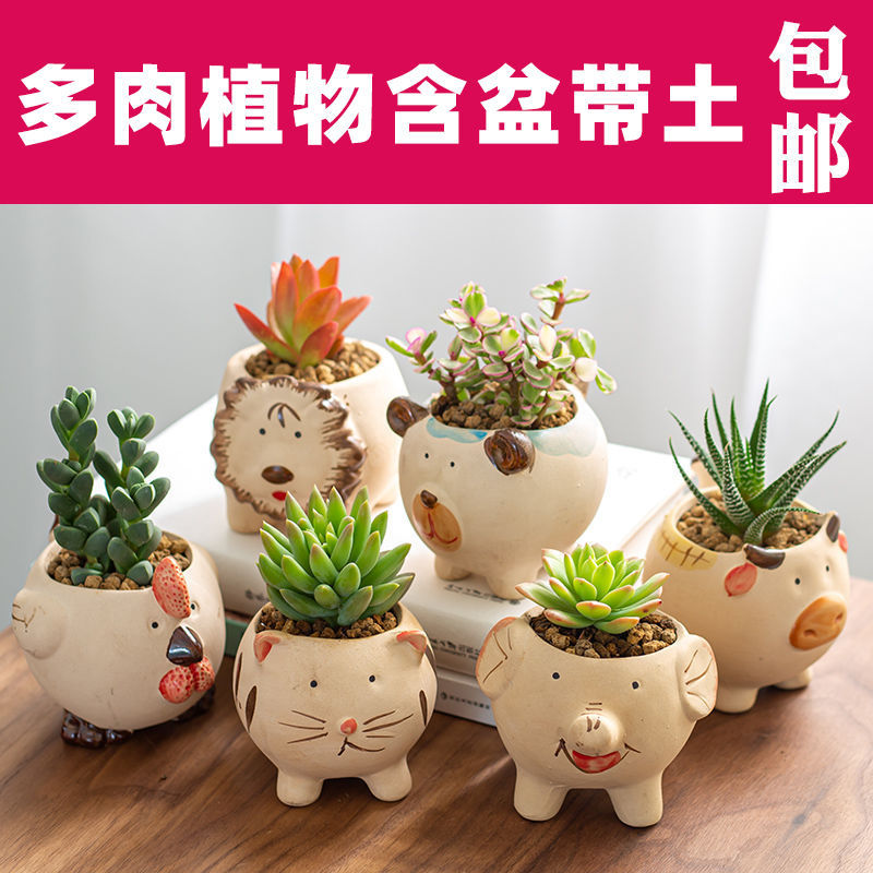 【新疆包邮】多肉植物肉肉植物组合小盆栽新手含盆办公桌面绿植花