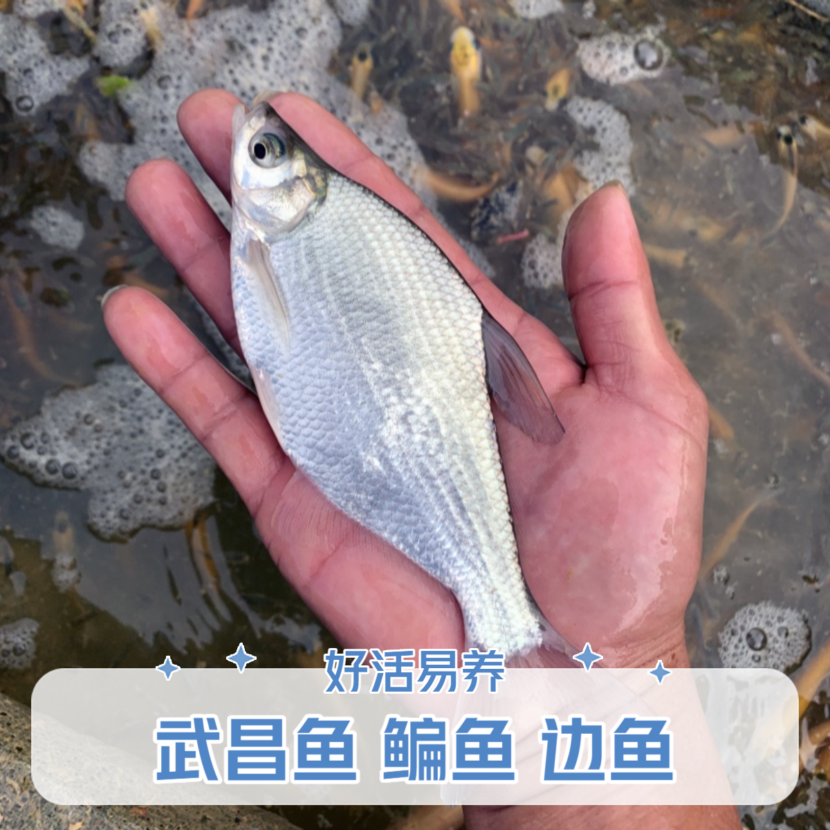 【活体】鳊鱼武昌鱼三角鳊团头鲂超好养大规格渔场直供宠物鱼冷水鱼