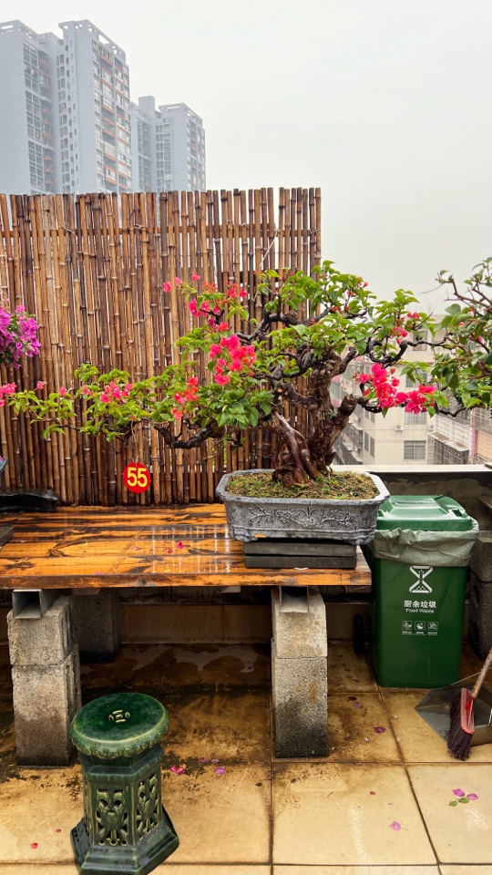 四季同安红三角梅岭南枝法年功桩