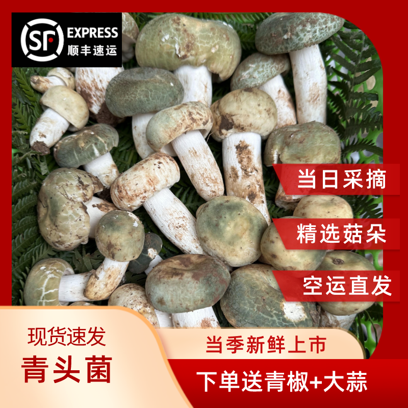 云南野生菌青头菌新鲜菌菇青头菇菇绿帽菌500g-1000g