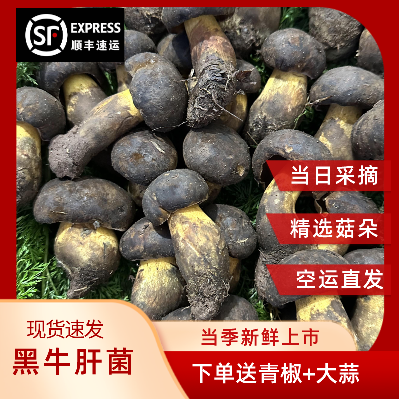 云南野生菌野生黑牛肝菌新鲜菌菇500g-1000g