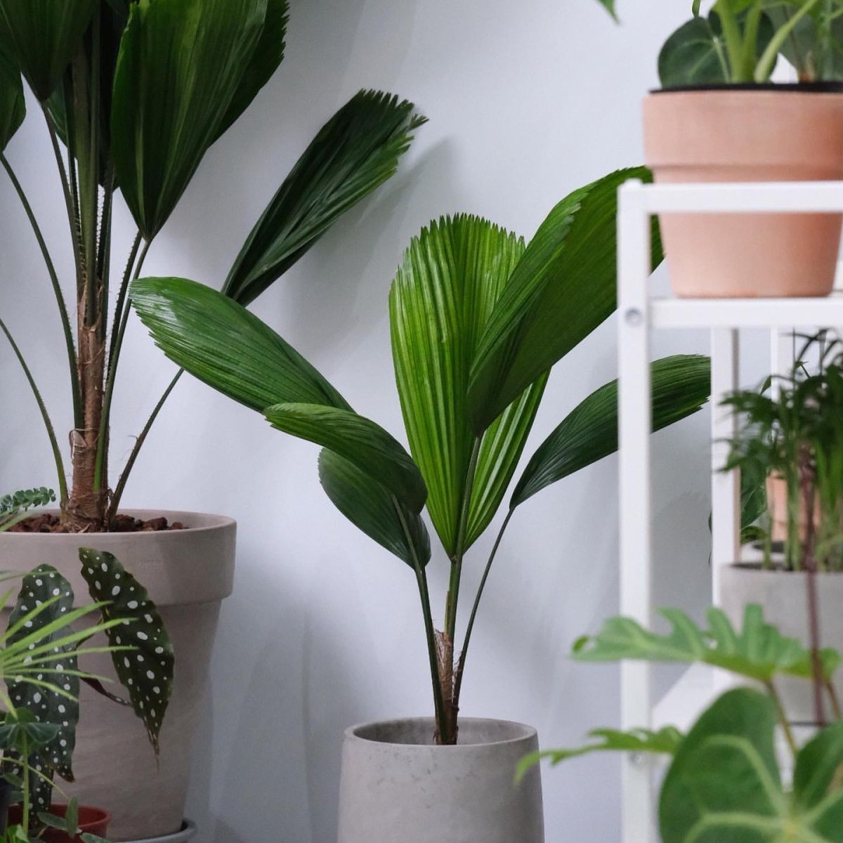 网红精品圆叶轴榈客厅办公室内进口盆栽绿植可拍照选货