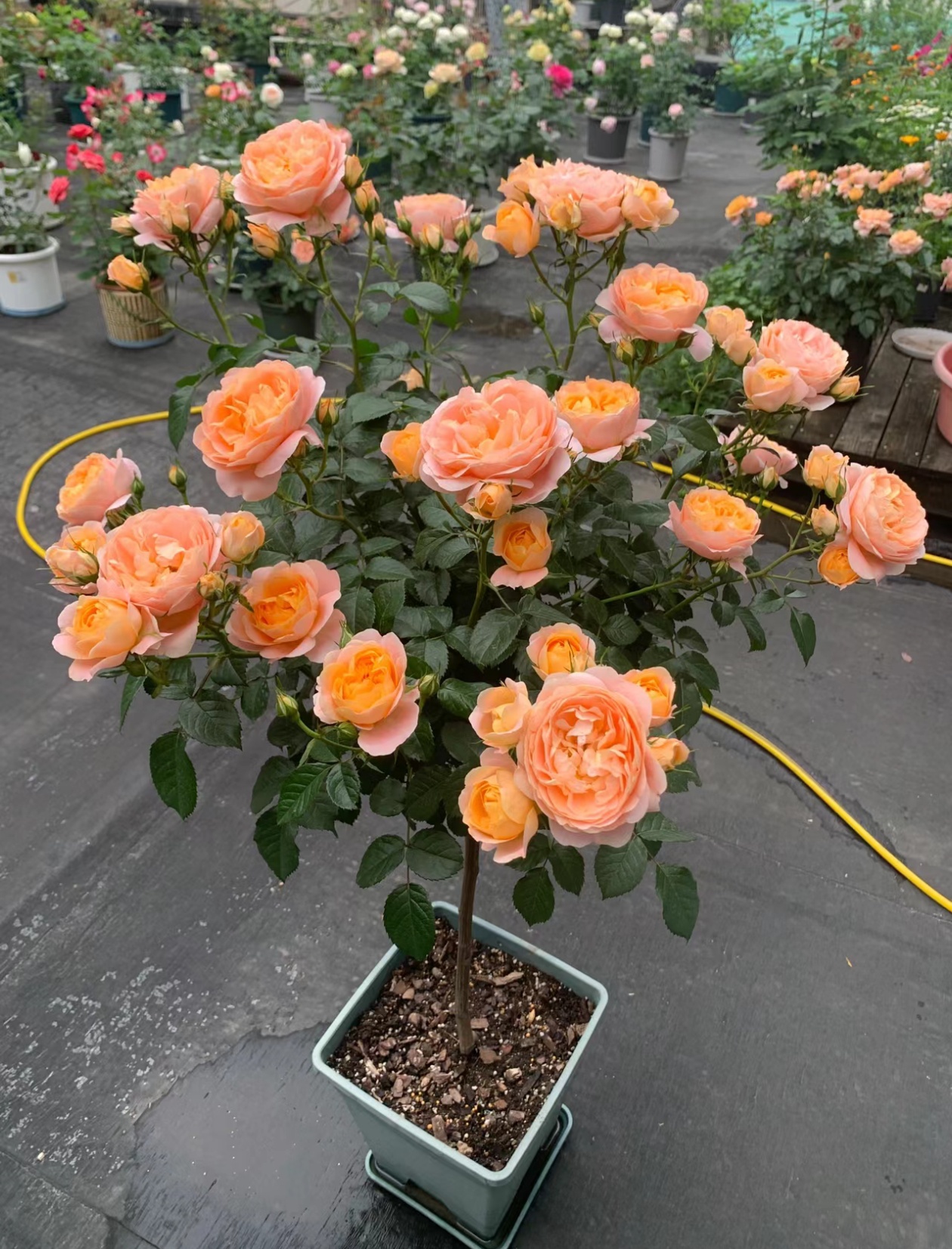 棒棒糖造型月季花