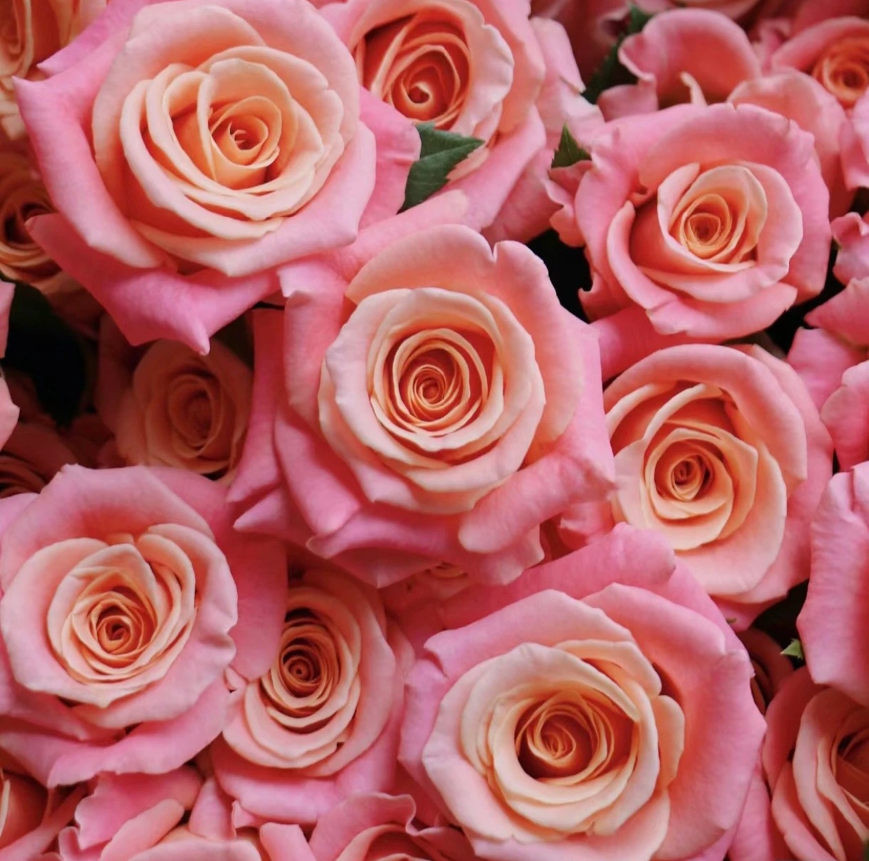 朱小姐 2加仑月季盆栽 原盆原土 基地直发