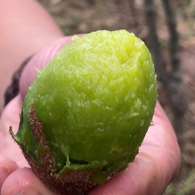 【中秋节礼盒】二哥的猕猴桃（正宗陕西周至翠香猕猴桃）