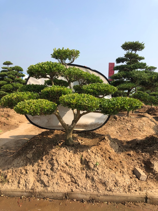 老桩黄杨四季常青耐寒别墅庭院造型树