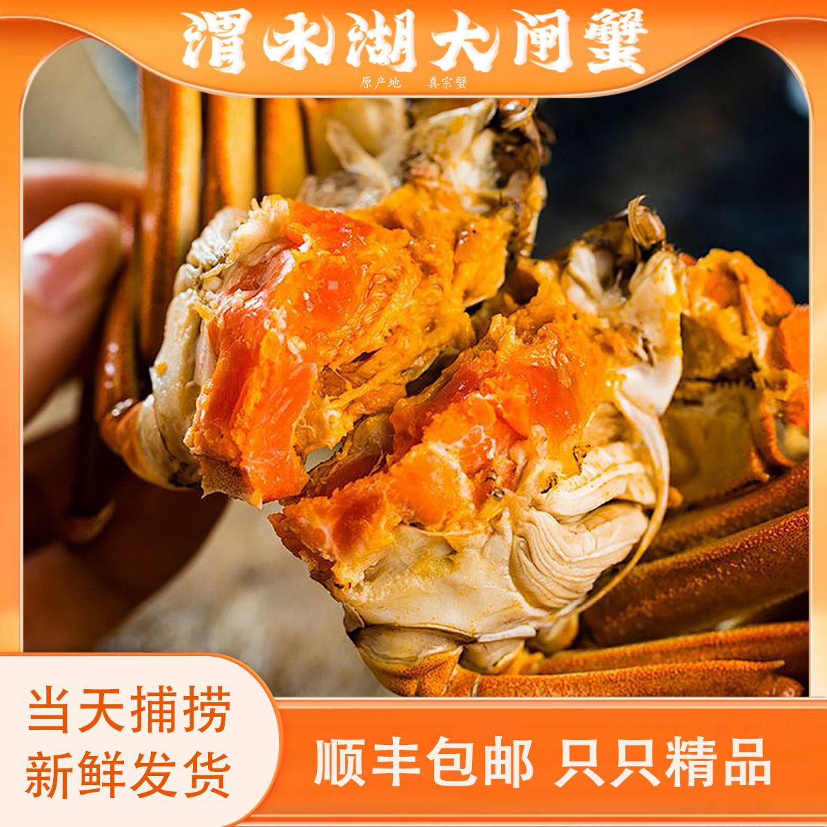 【活蟹！鲜活精挑】母蟹3两左右6只