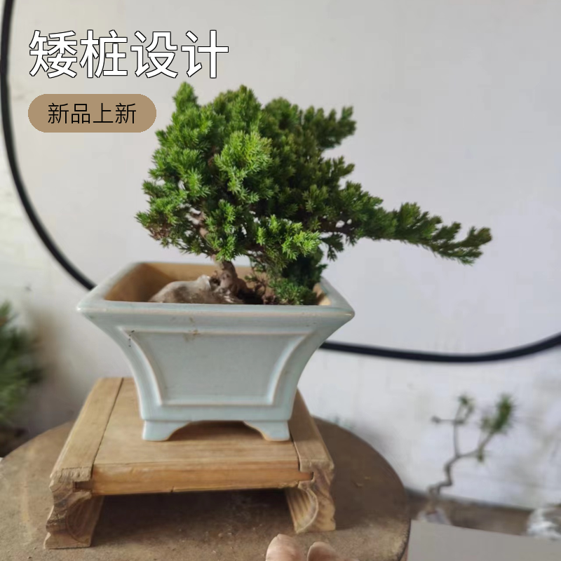 珍珠柏盆景素材一物一拍茶室