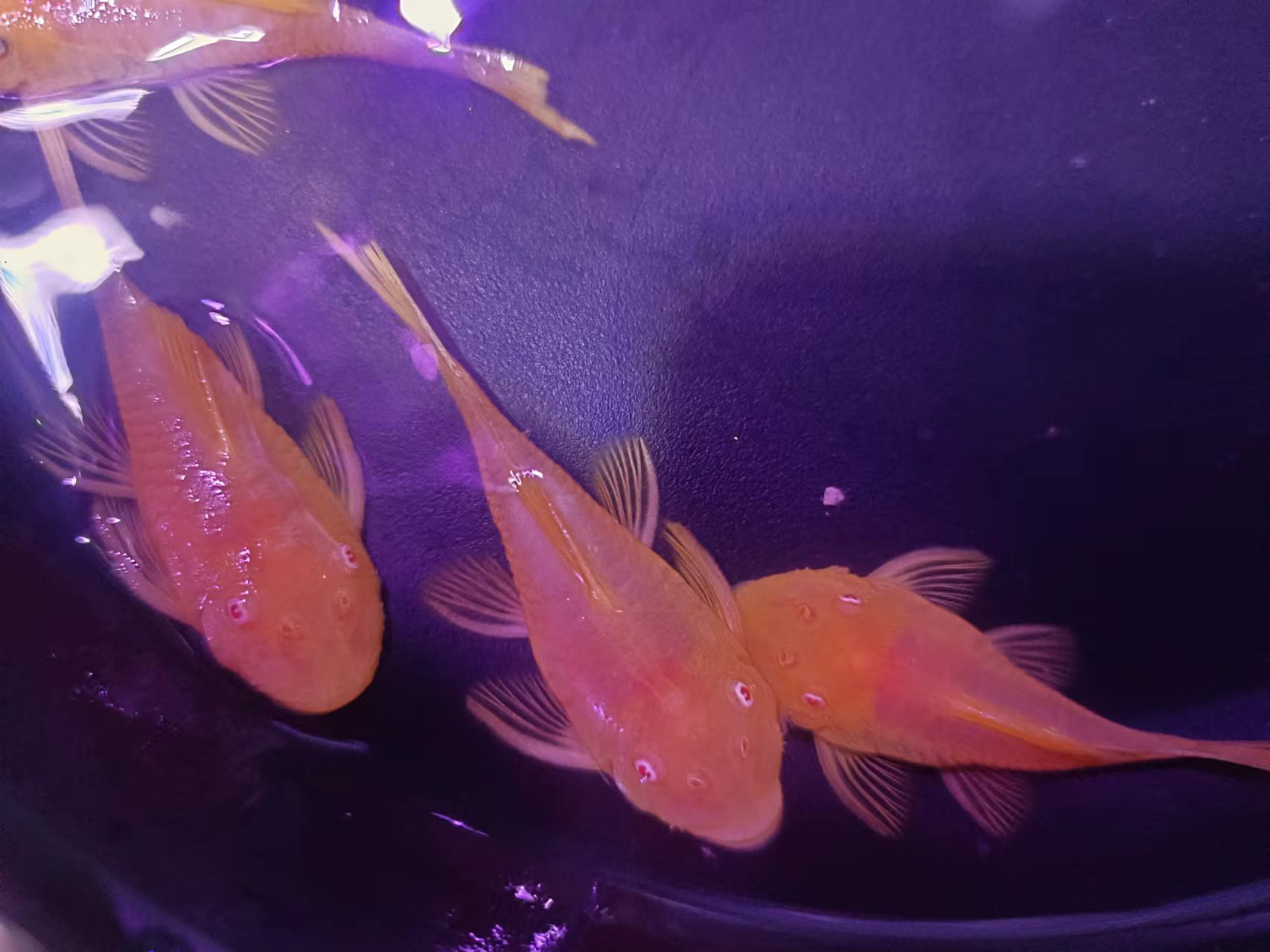 黄金胡子直播间2母