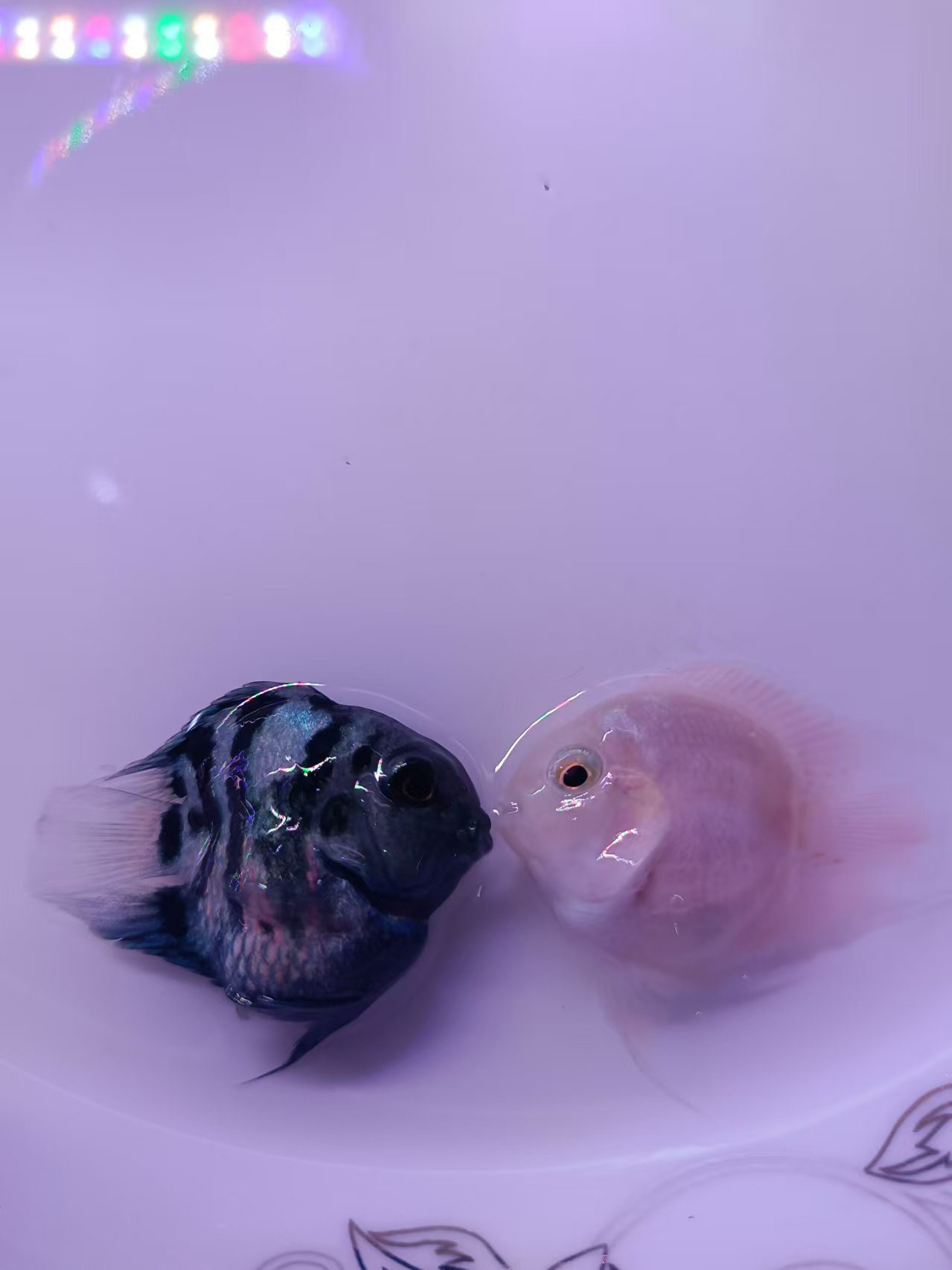 迷你鹦鹉鱼宝蓝母白金公