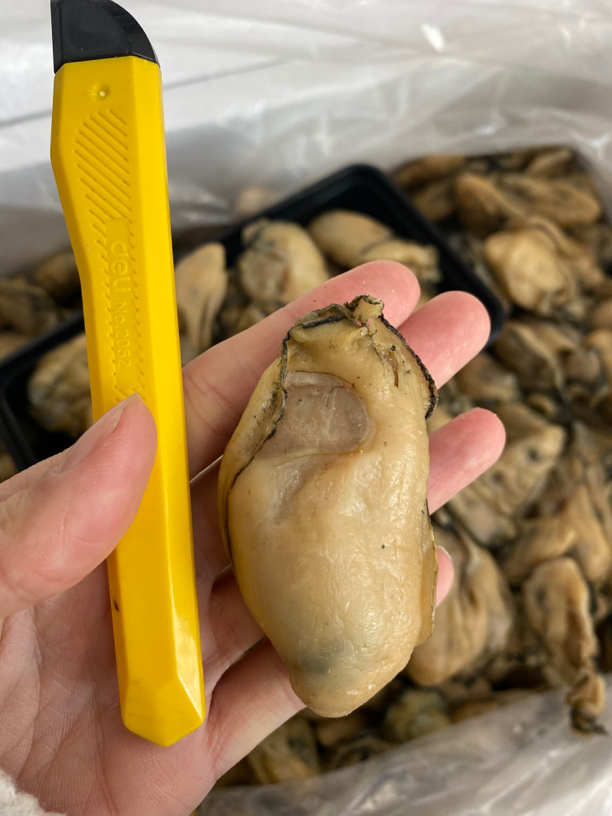 中国蚝乡大蚝王晨洲蚝父亲自晒20头供港品质