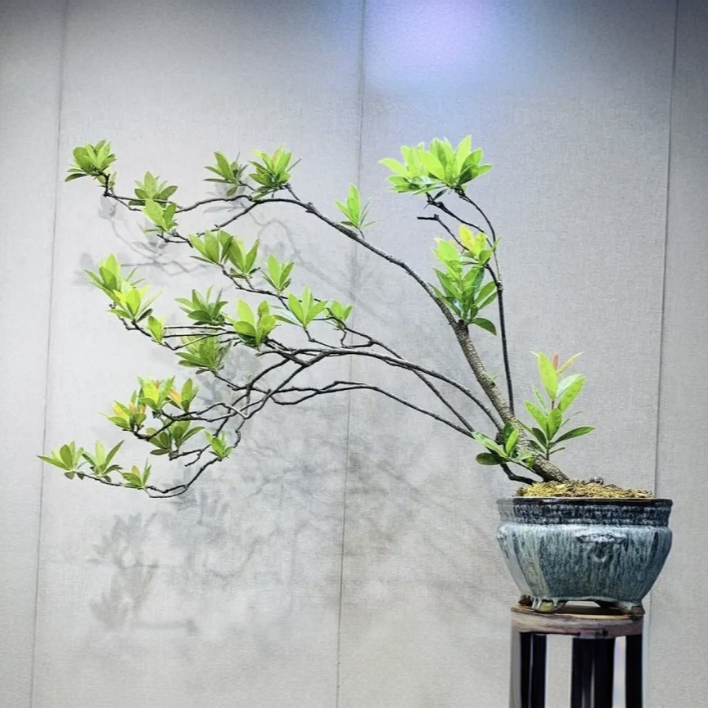 龙船花，喜阳耐阴，室内室外均可养。直播间一物一拍，图片仅供参考。