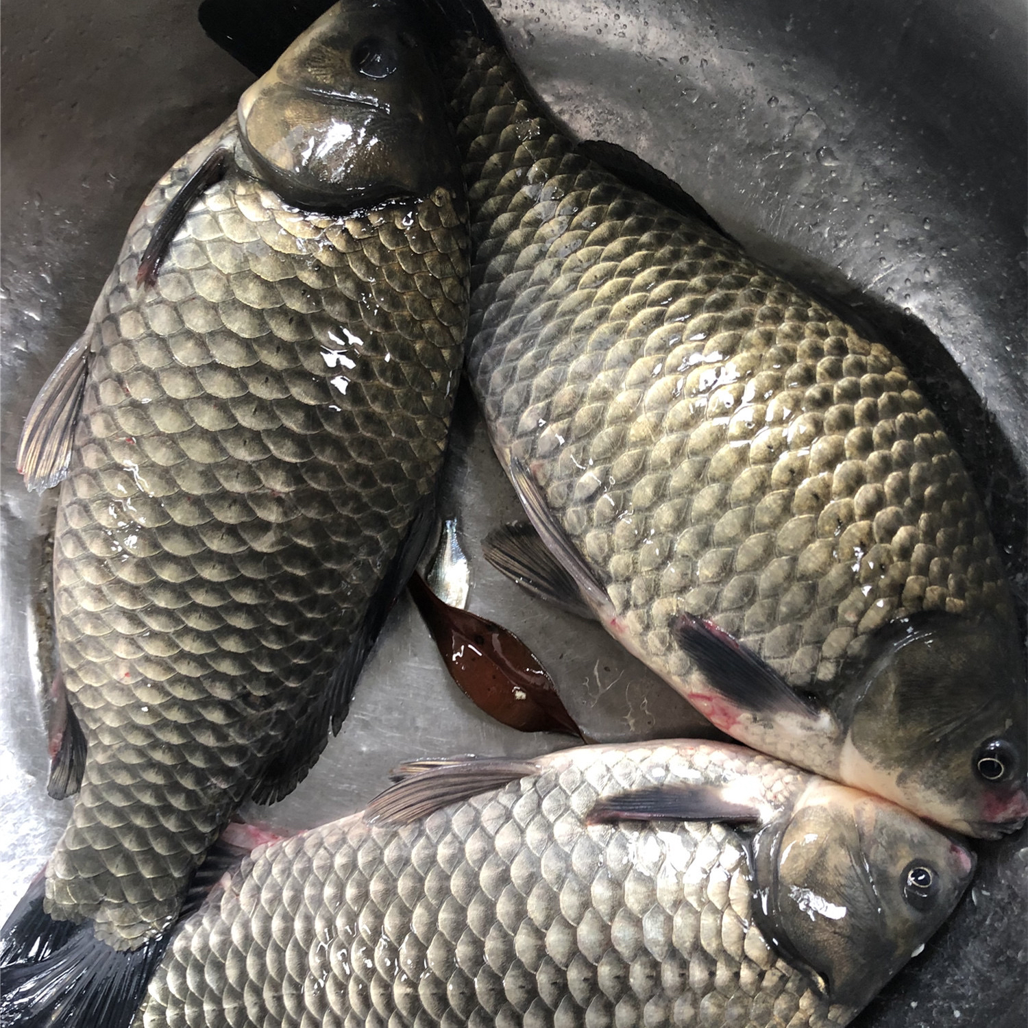 中科5号鲫鱼 麻鲫 大板鲫饲养观赏水族淡水包邮