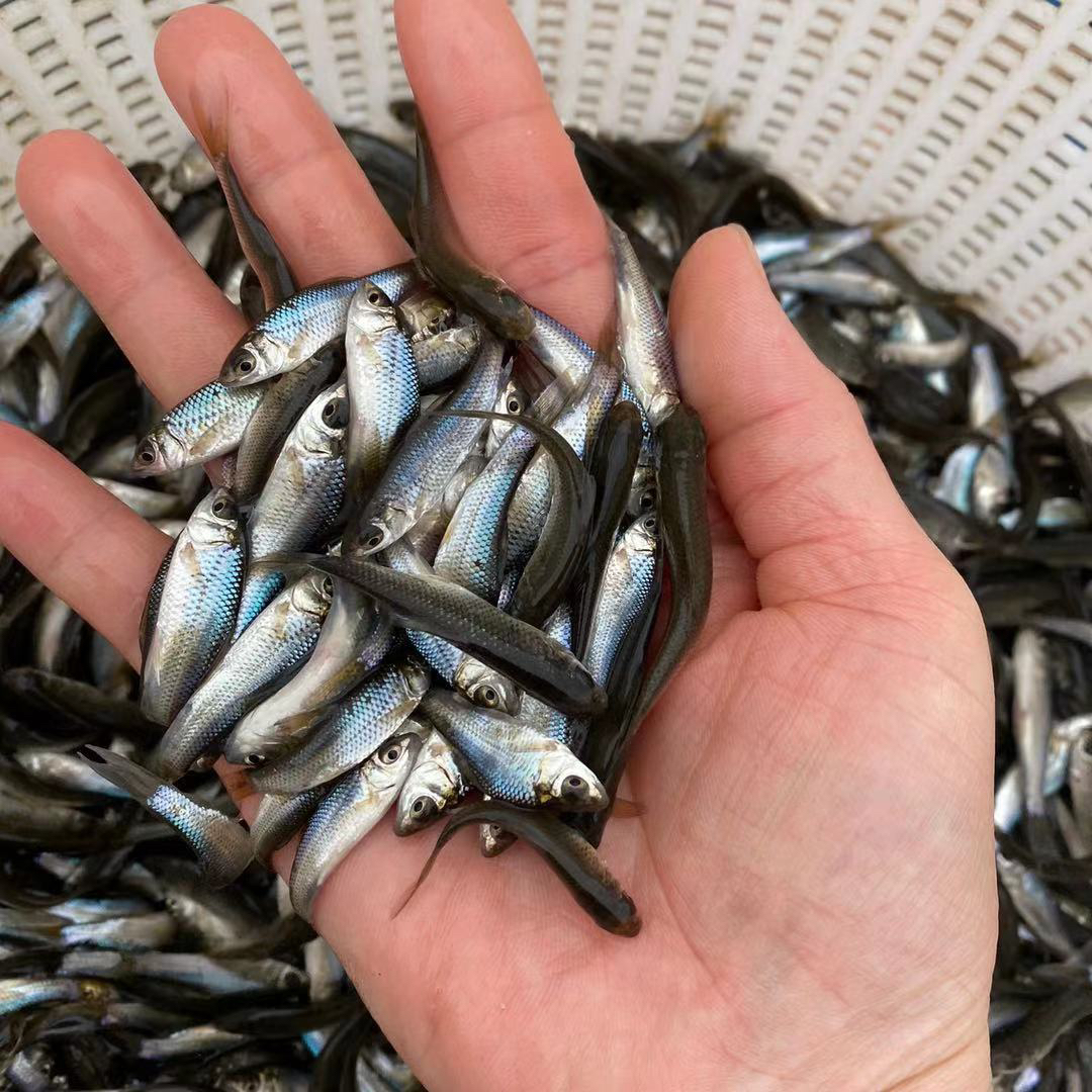 活体鱼鱼观赏鱼广东土鲮鱼罐头鱼饲料鱼宠物淡水鱼