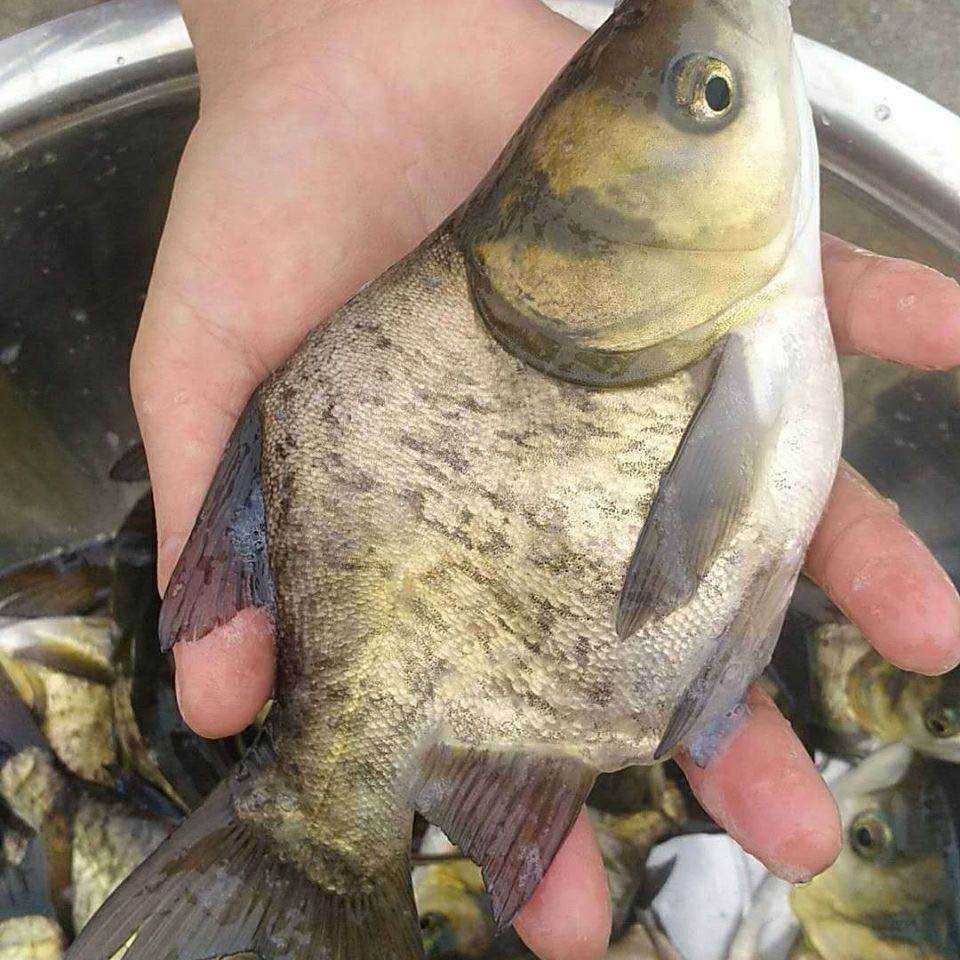 广东缩骨大头鱼仙骨花鲢鱼活体观赏淡水食材批发养殖