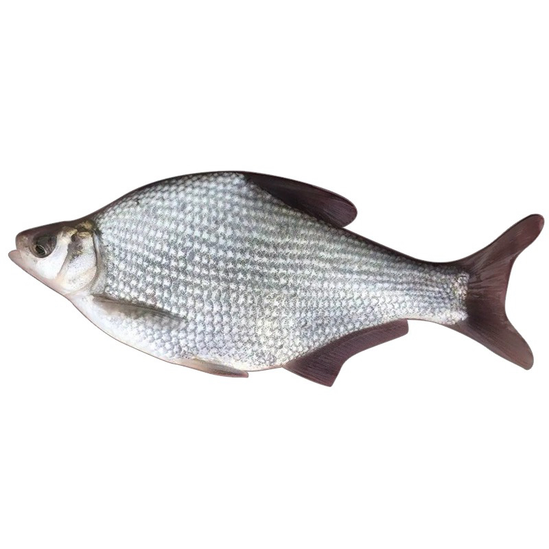 活体鱼广东边鱼武昌鳊草鳊鱼淡水观赏饲养包邮