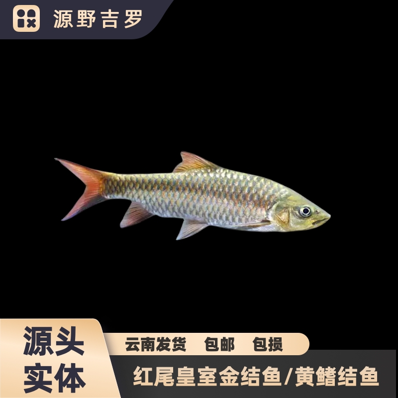 皇室金吉罗活体野生苗子黄鳍结鱼金色原生鱼观赏鱼广温鱼