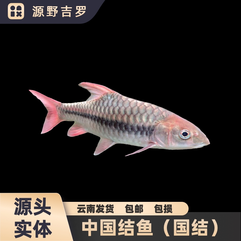 野生野采红吉罗国结红吉罗专业淡水鱼原生鱼观赏鱼红色渔业水族馆