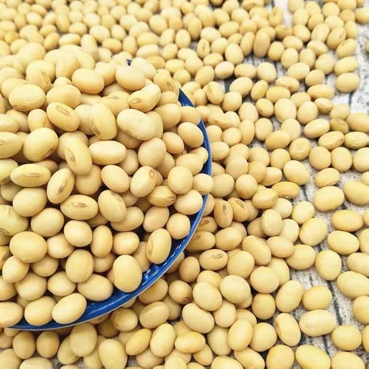 精选老品种农家黄豆打豆浆可发豆芽
