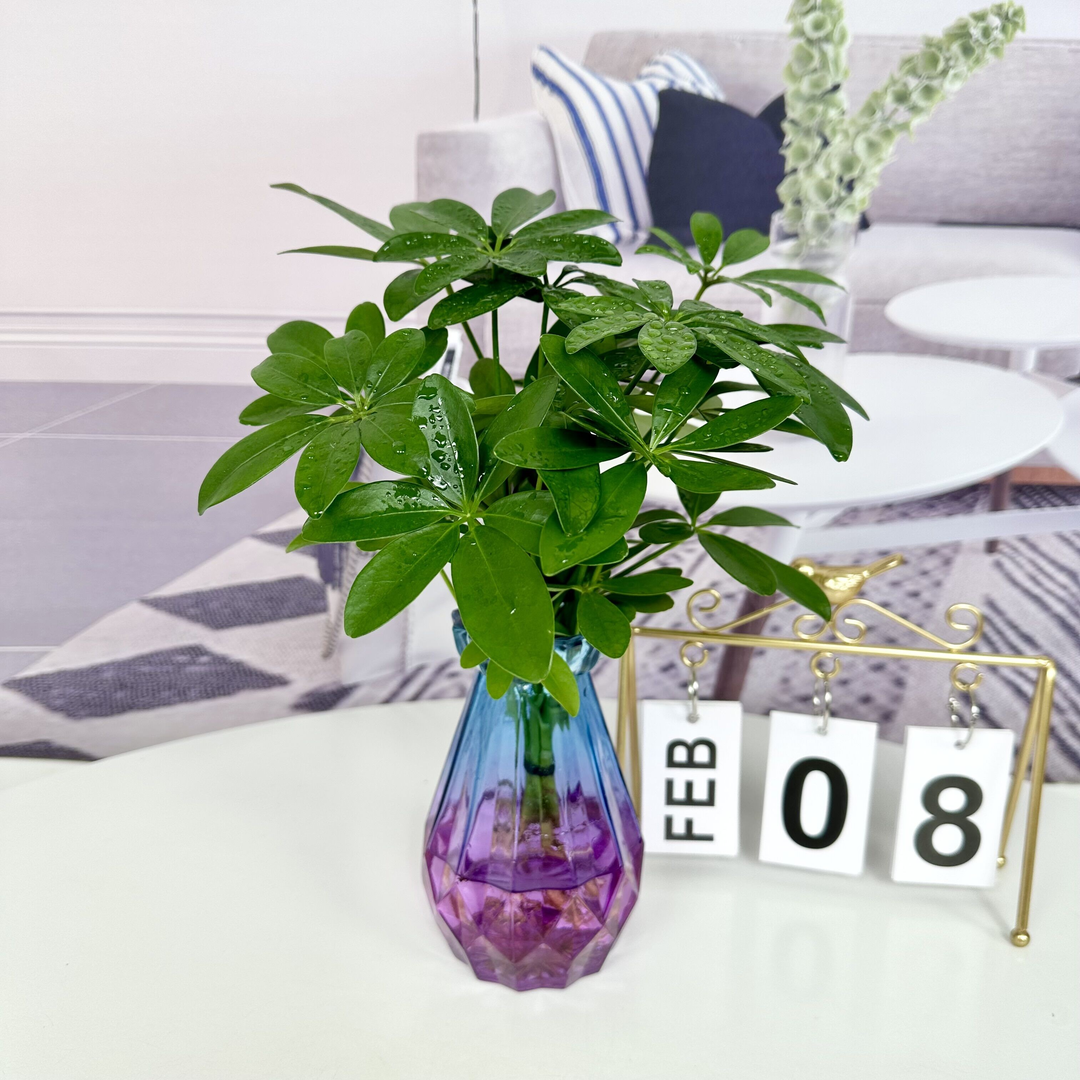 水培七叶莲鸭脚木桌面摆放