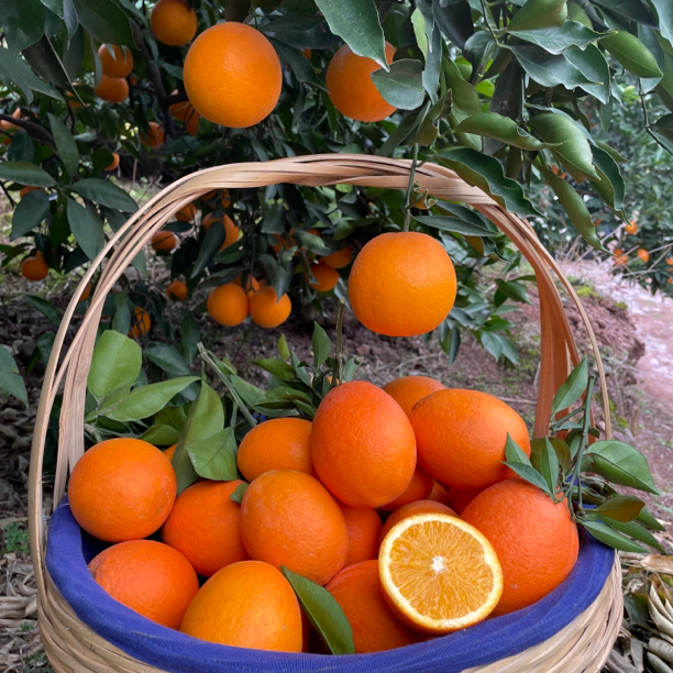 福利尝鲜装榨汁果正宗奉节脐橙新鲜现摘现发货酸甜爆汁5/10斤