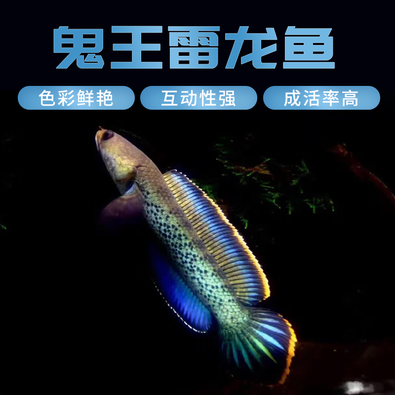 高品质红边鬼王雷龙鱼苗巴卡二型印尼鬼王雷龙蓝宝石雷龙观赏鱼