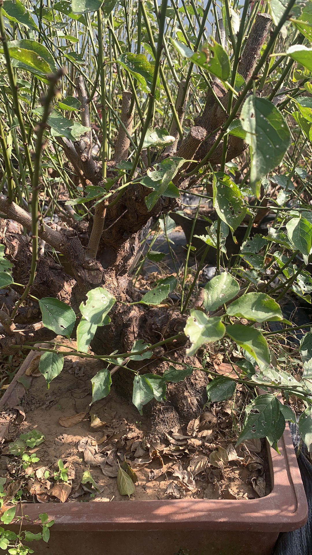 原生老桩梅花一物一拍